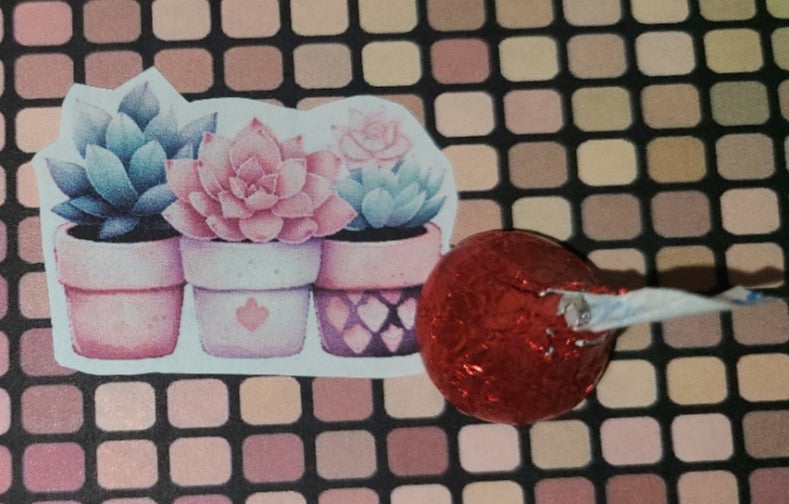 Valentine Trio of Succulents 8