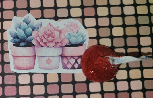 Valentine Trio of Succulents 8